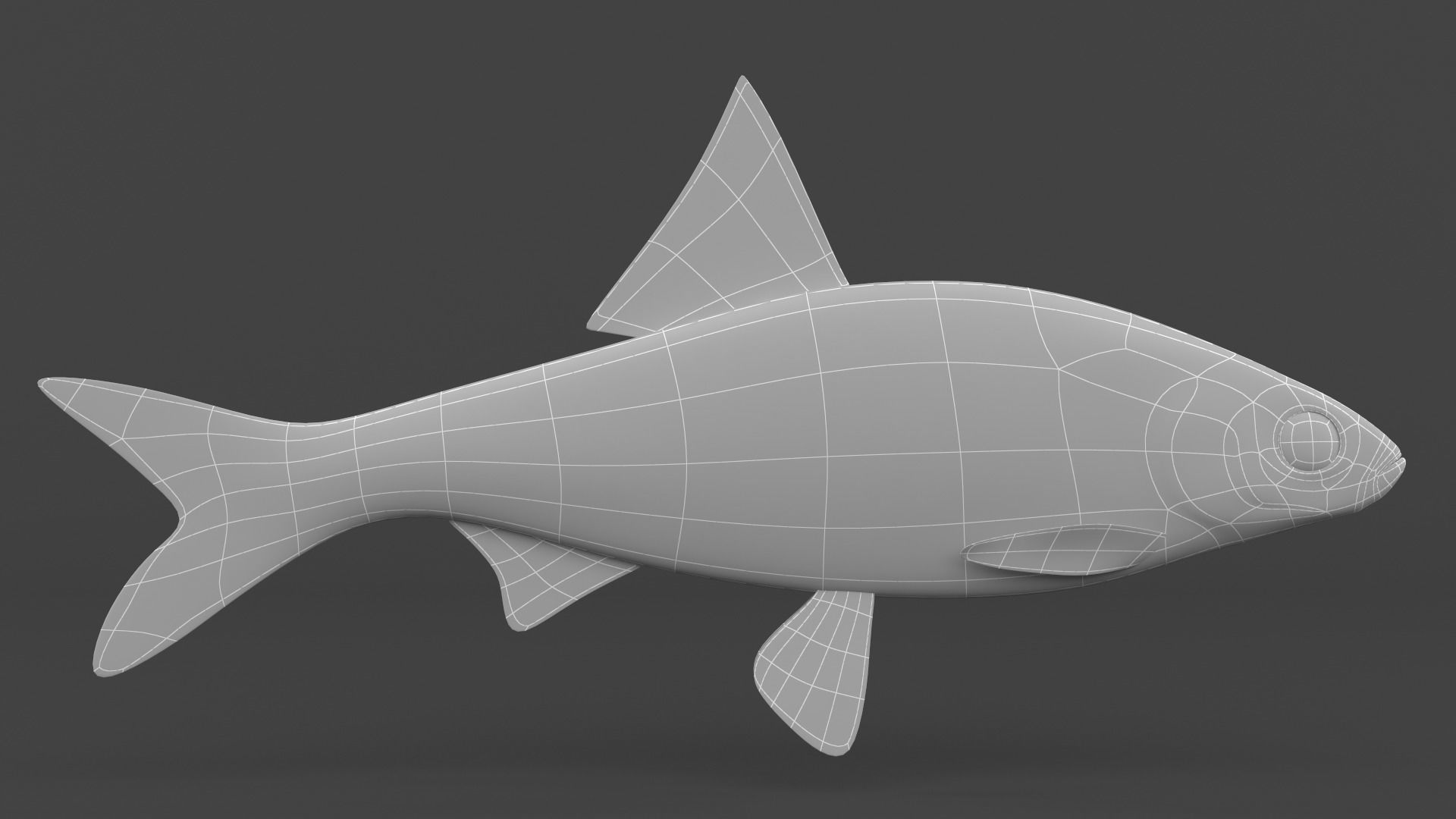 Freshwater Fish 3D model_5