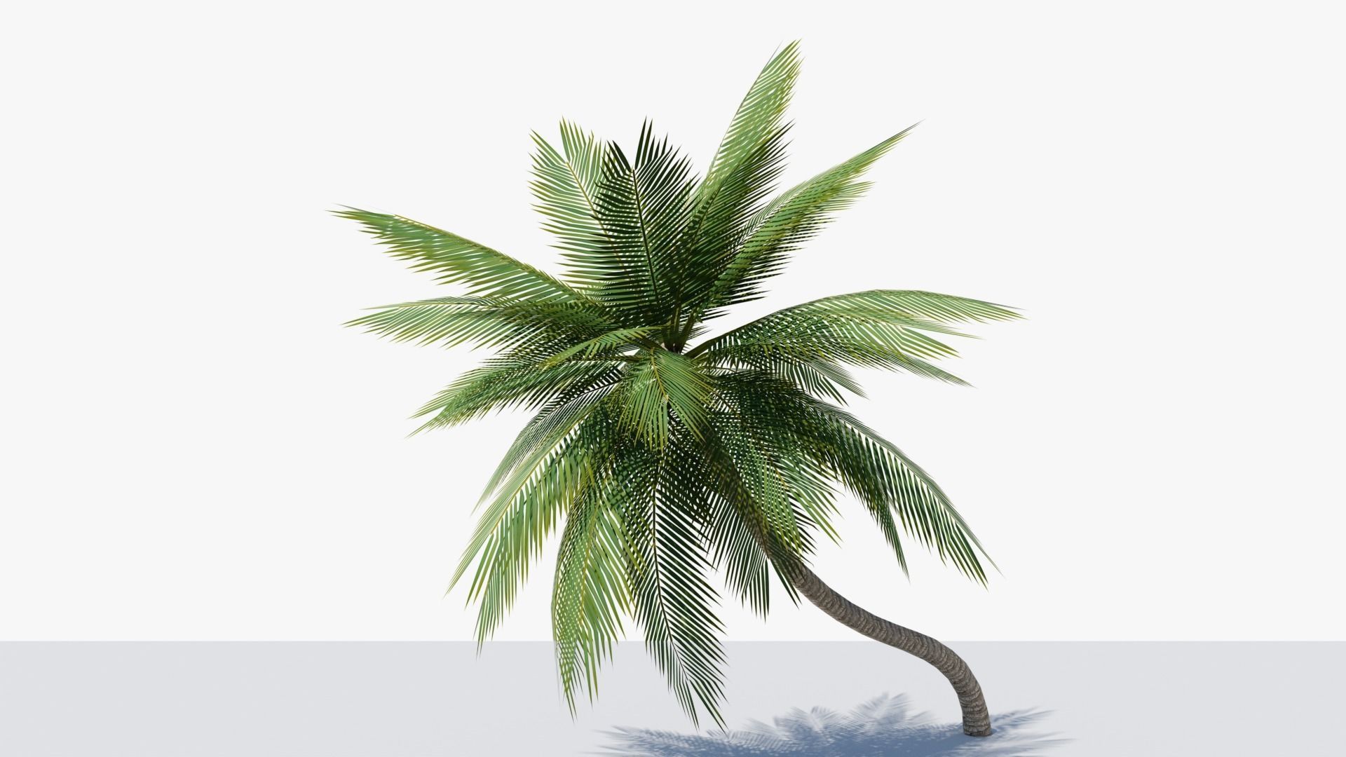 Lowpoly Date Palm v3 Low-poly 3D model_4