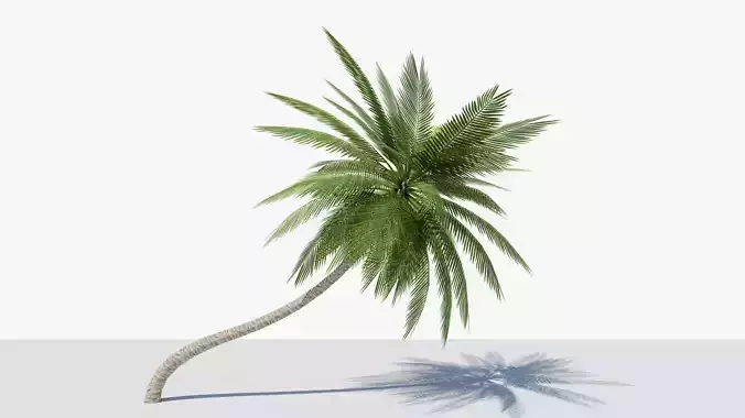 Lowpoly Date Palm v3 Low-poly 3D model