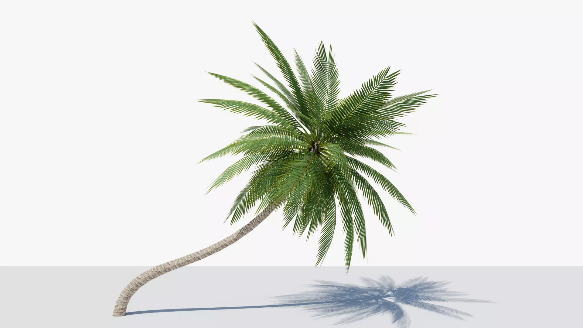 Lowpoly Date Palm v3 Low-poly 3D model_0