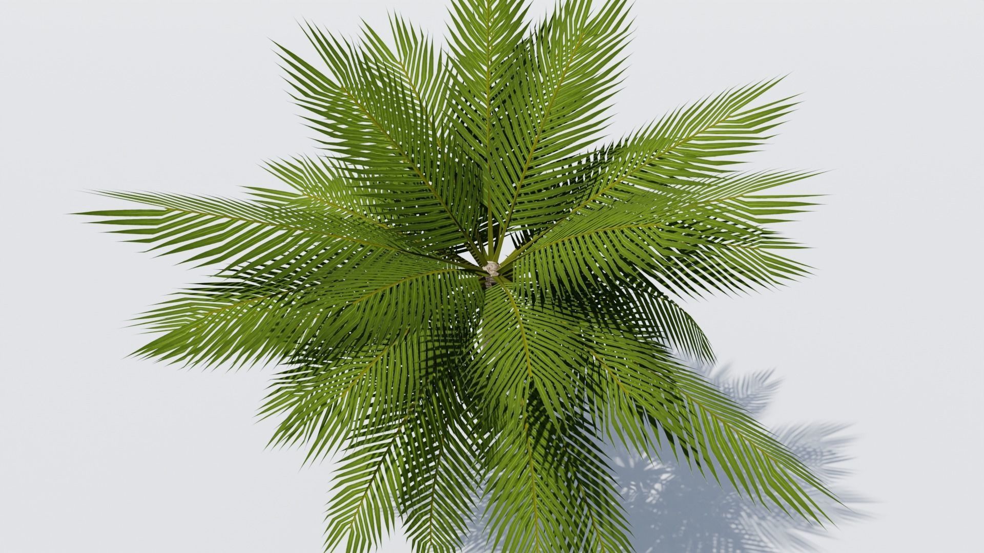 Lowpoly Date Palm v3 Low-poly 3D model_8