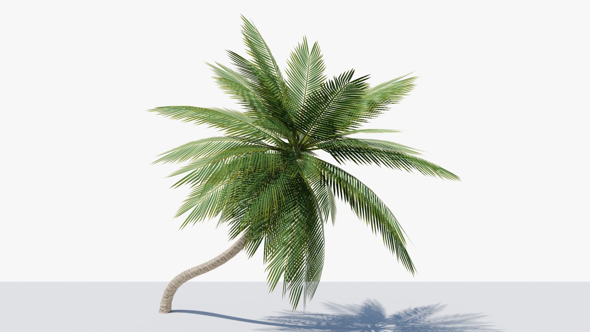 Lowpoly Date Palm v3 Low-poly 3D model_2