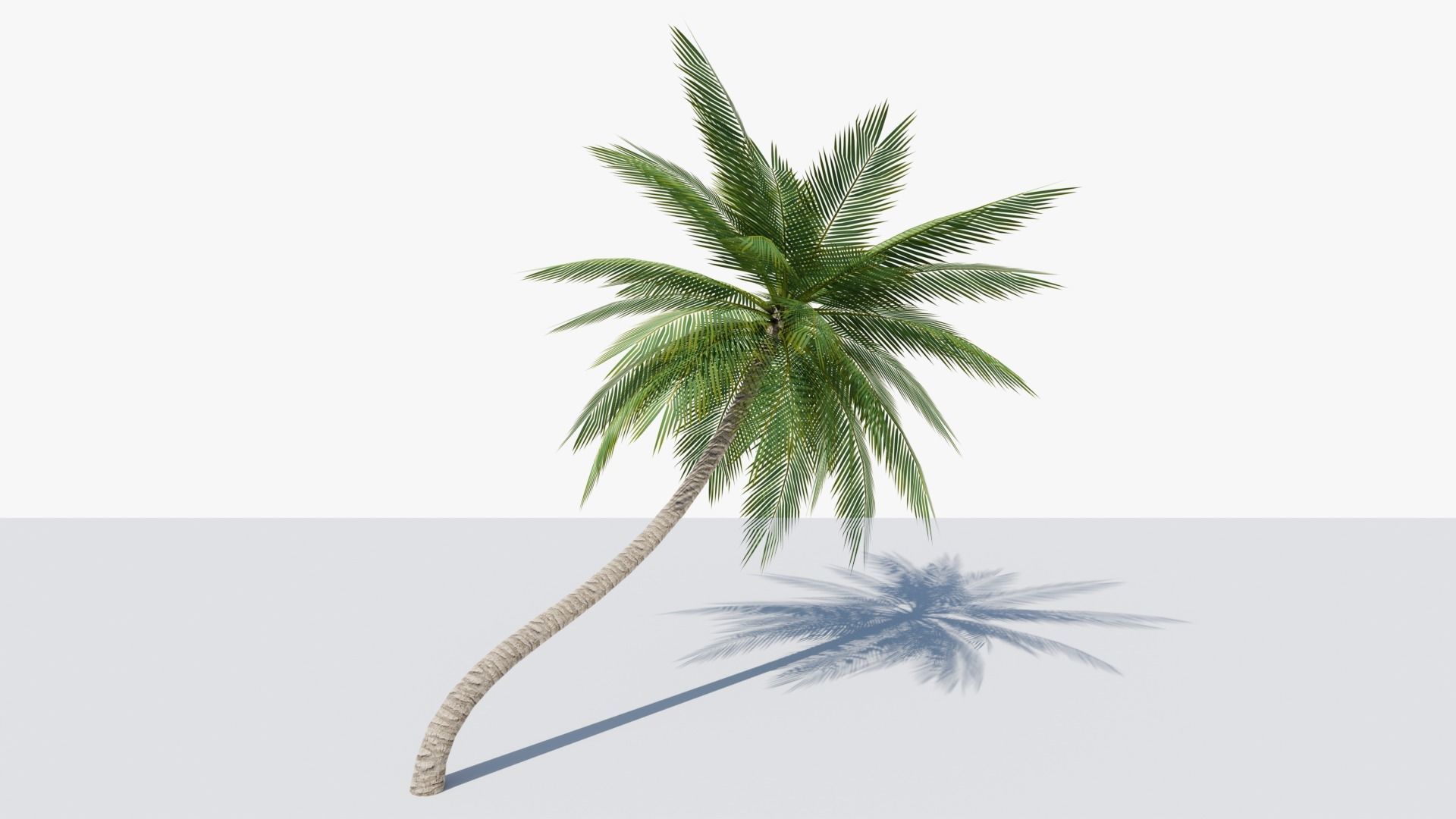 Lowpoly Date Palm v3 Low-poly 3D model_6