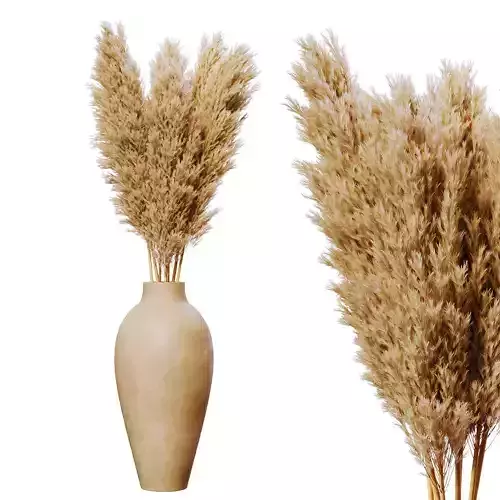 Dried pampas in pot
