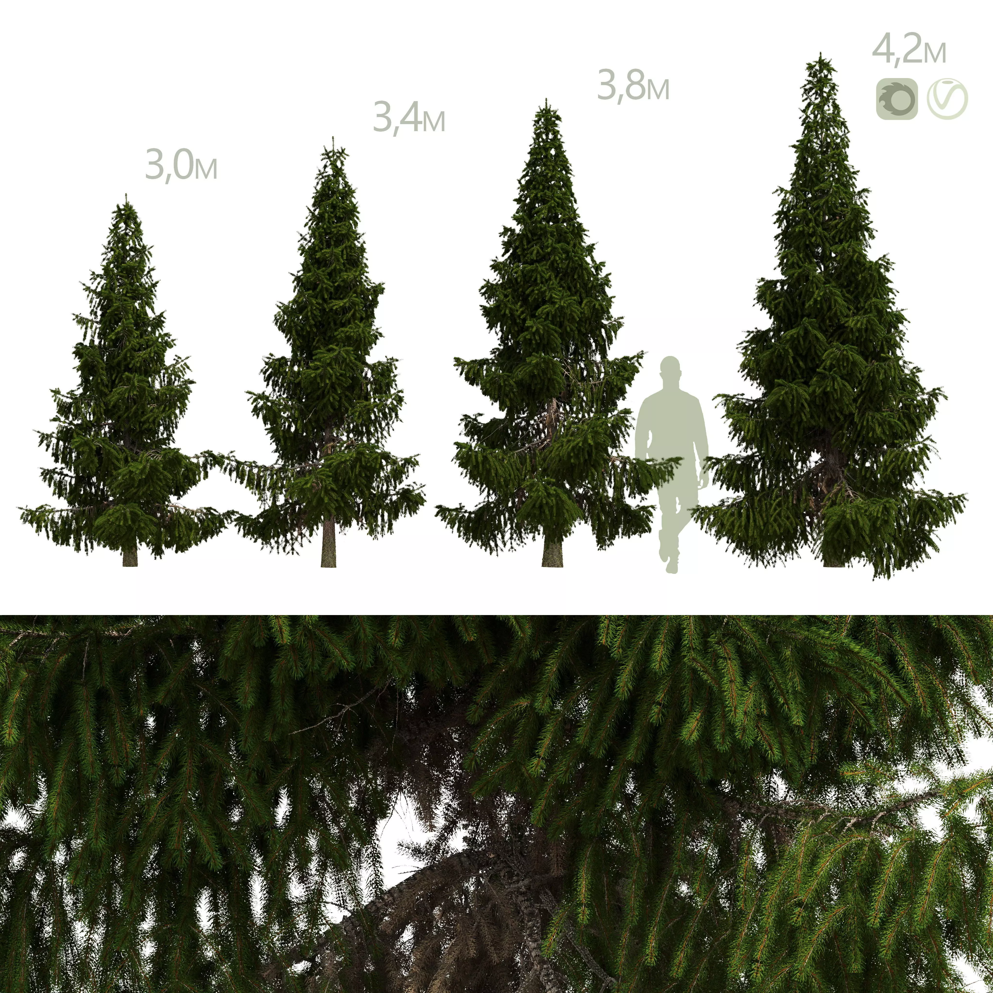 Spruce from 4m to 3m 3D model