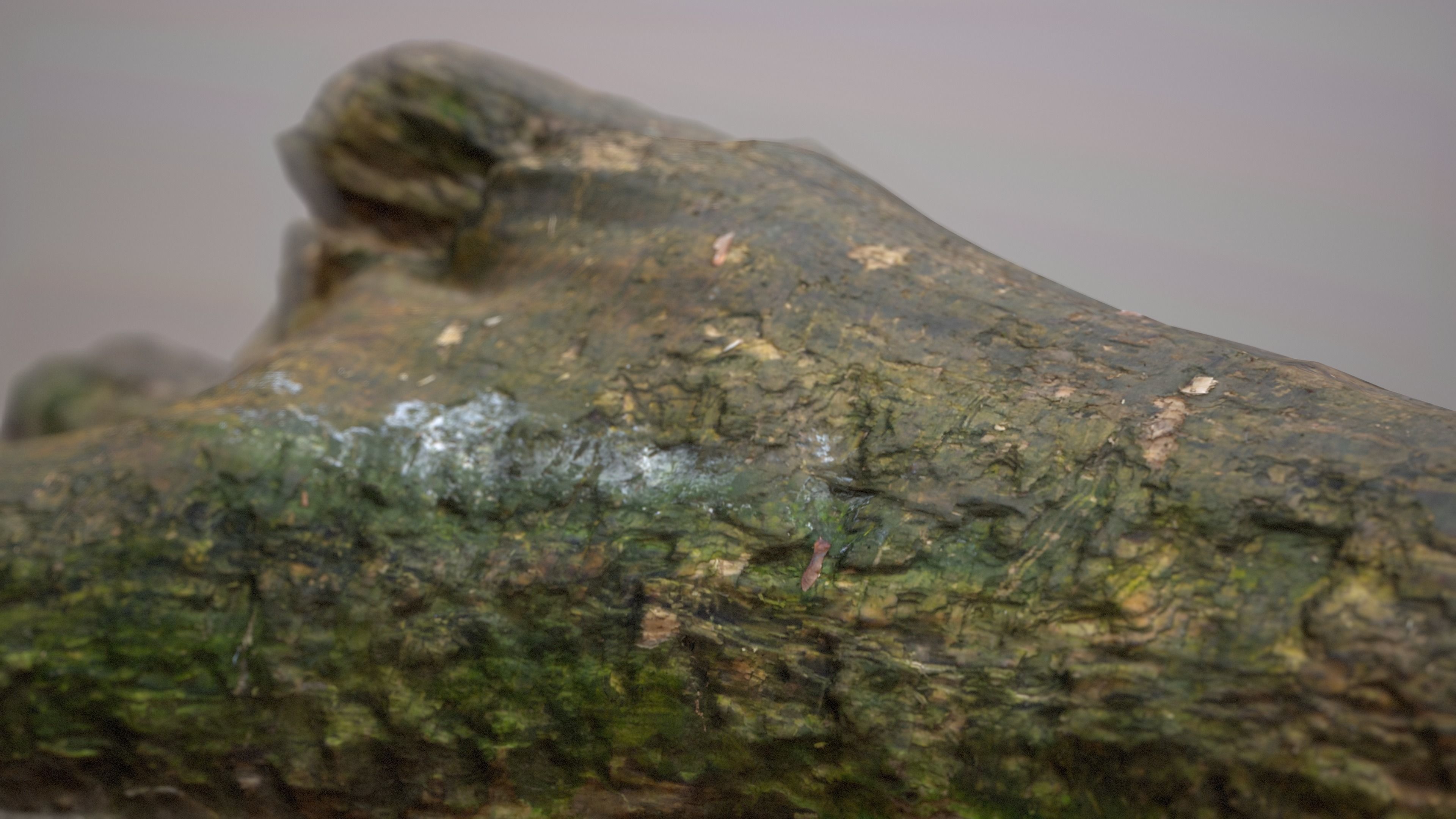 City Park Log Low-poly 3D model_7