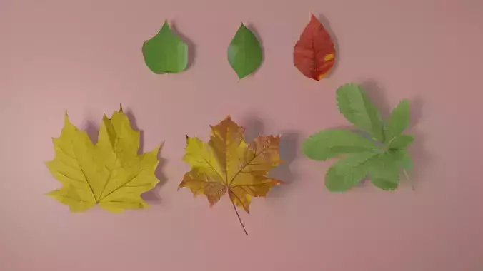 3d models of leafs 