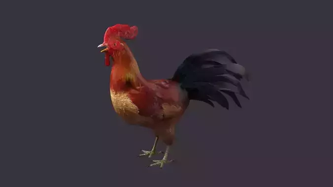 rooster rigged bird farm cock feather chicken poultry animal