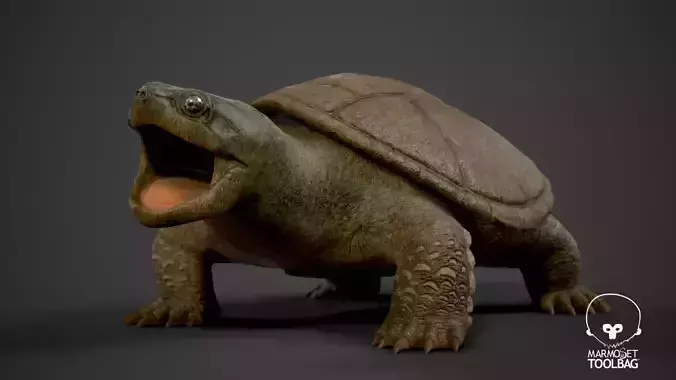 Common Snapping Turtle Low-poly 3D model