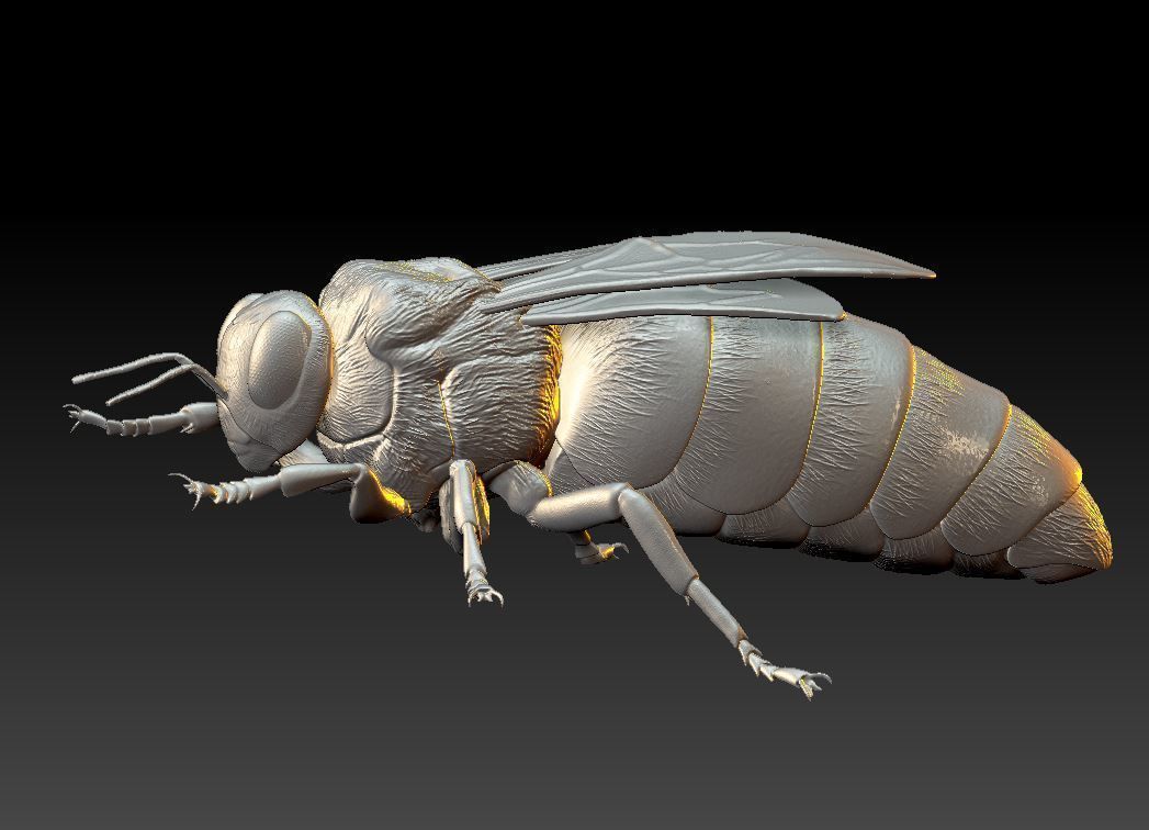 Queen bee 3D print model_1