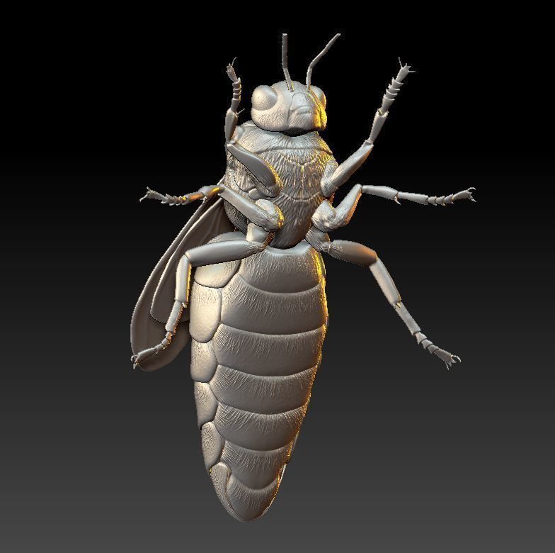 Queen bee 3D print model_3