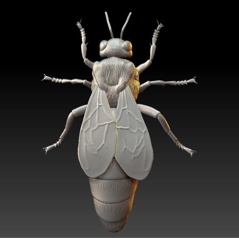 Queen bee 3D print model_2