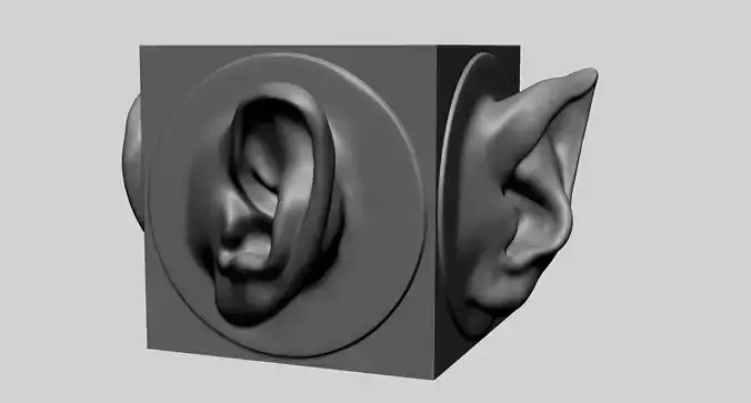 Ear models for 3DPrint 3D print model