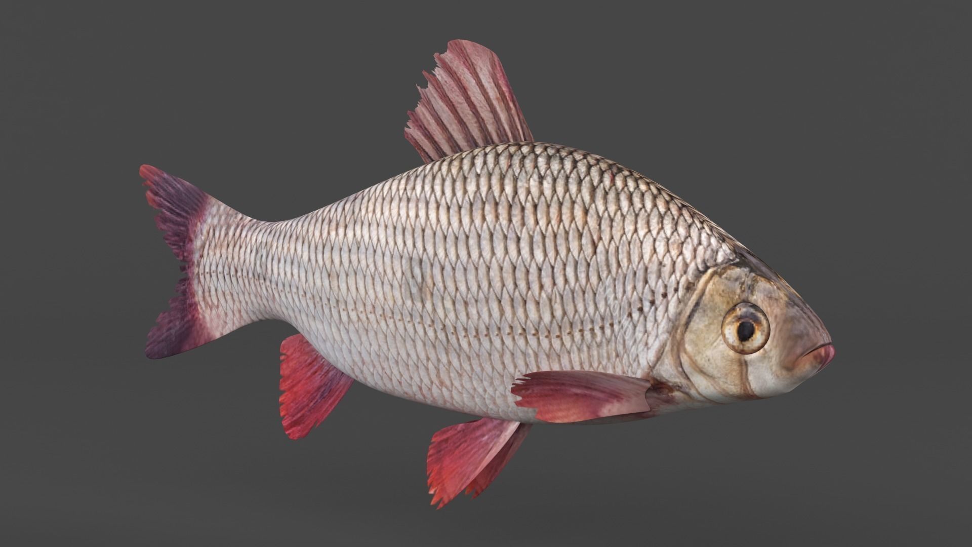 Freshwater Fish 3D model_1