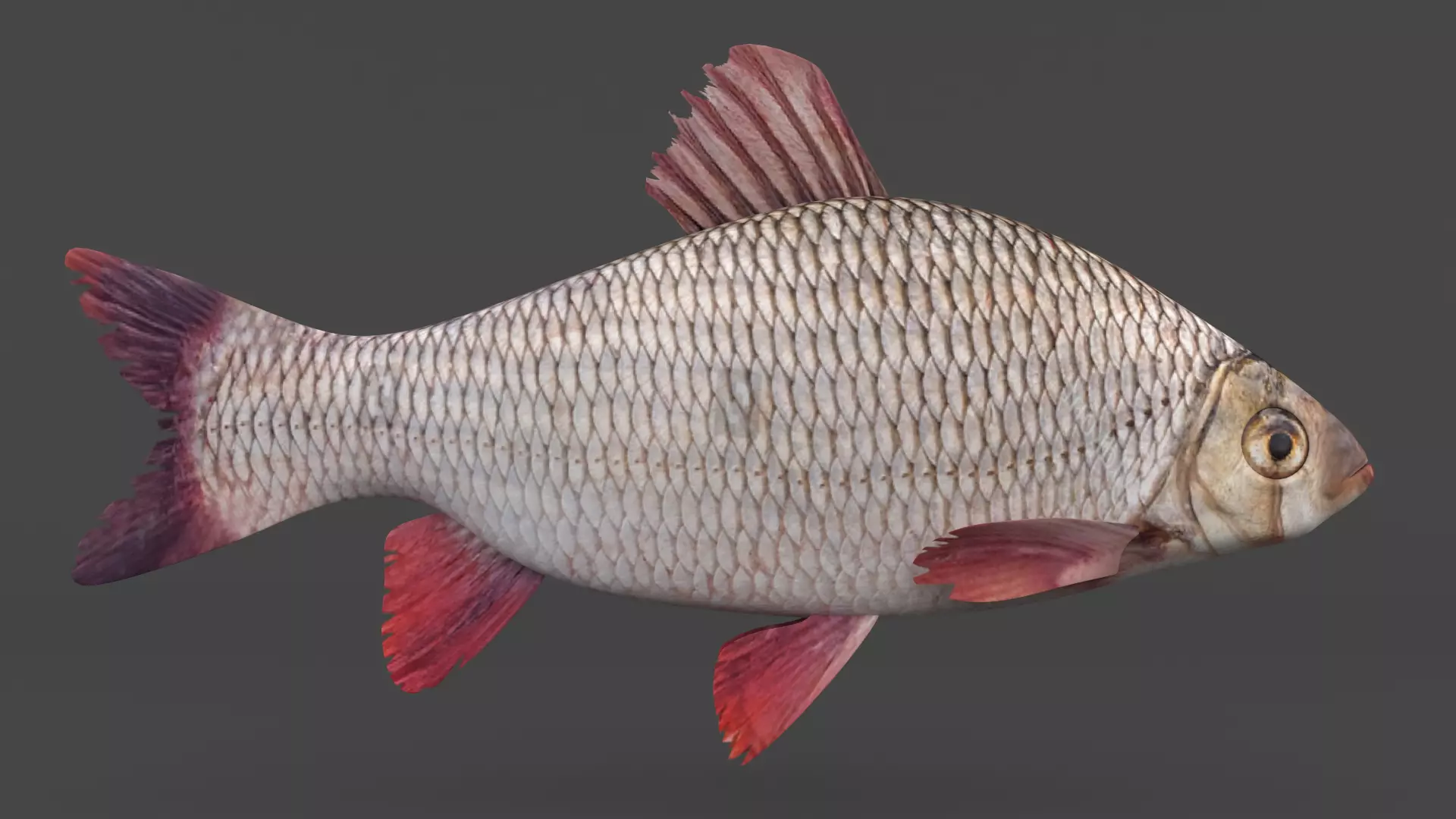 Freshwater Fish 3D model_0