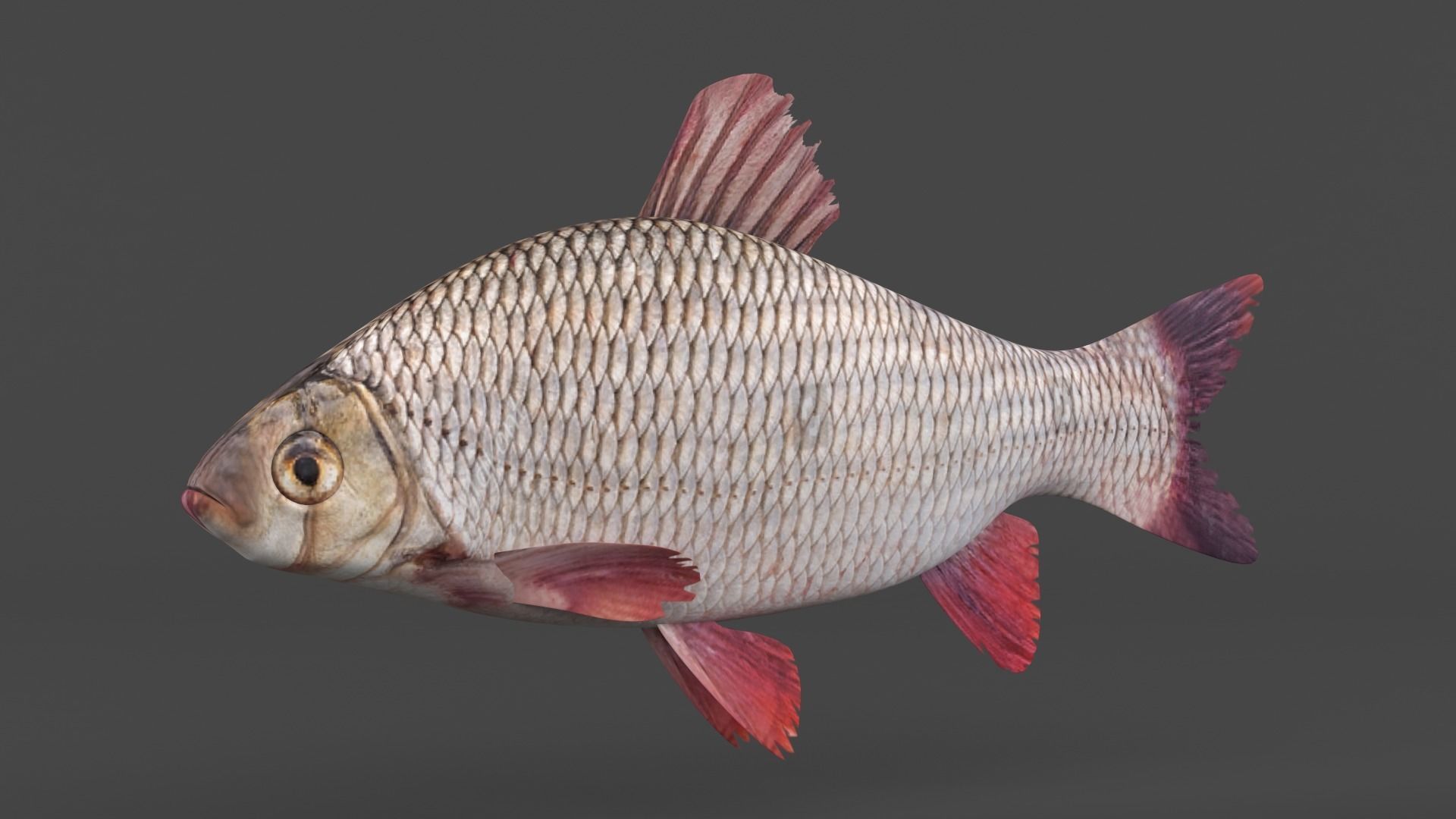 Freshwater Fish 3D model_4