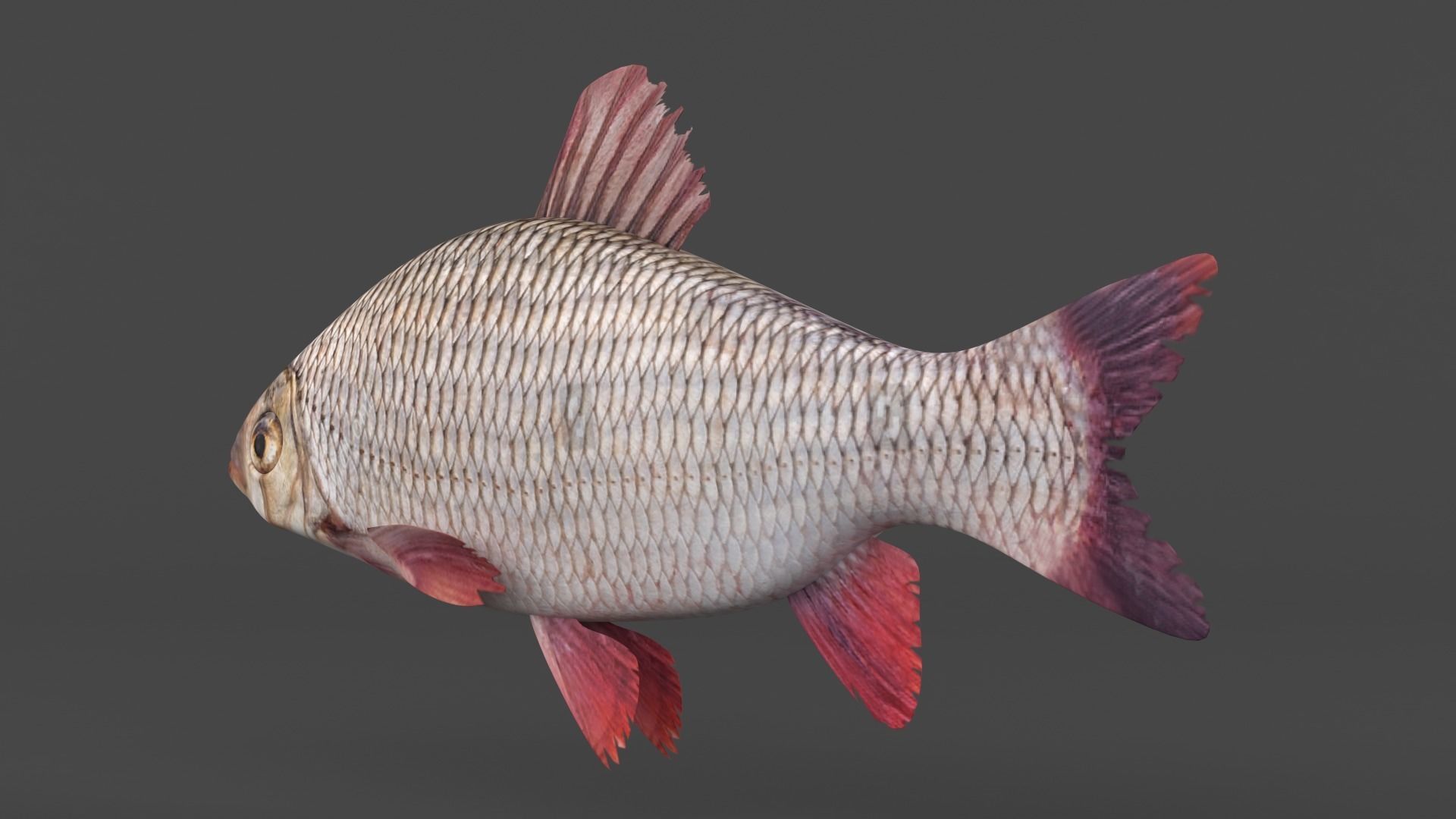 Freshwater Fish 3D model_2