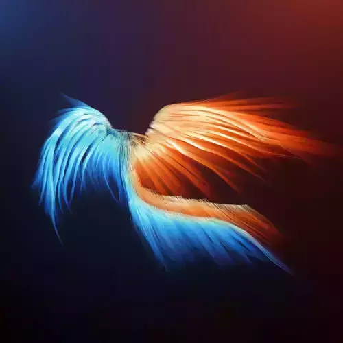Duality orange and bird flying