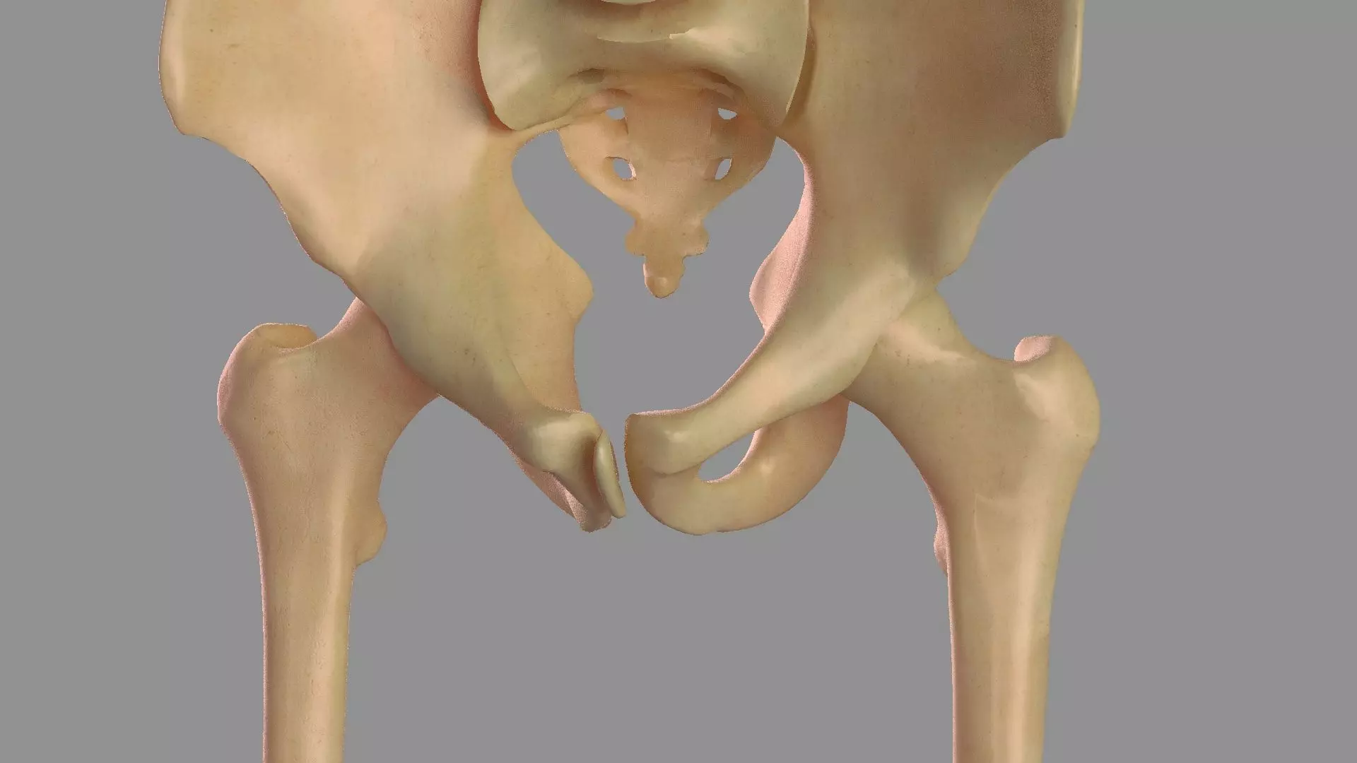 Hip femoral head human organs skeleton human bodypelvis 3D model_0