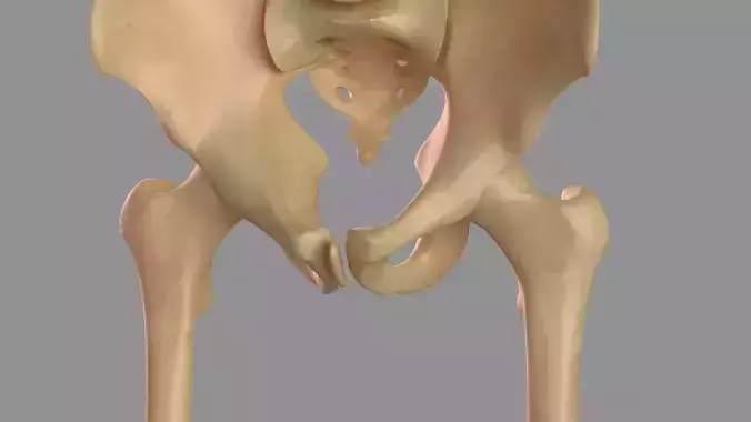 Hip femoral head human organs skeleton human bodypelvis 3D model