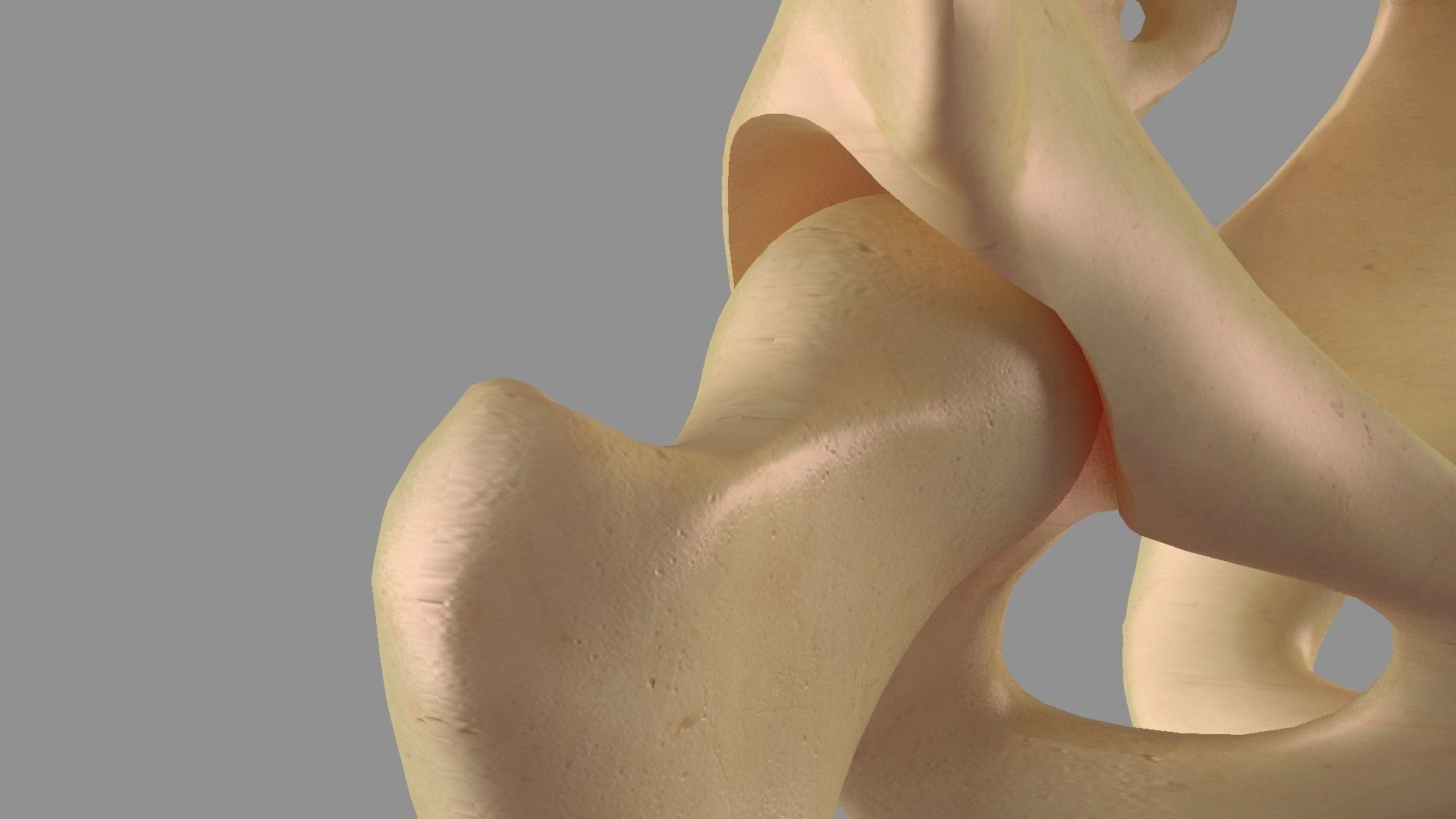 Hip femoral head human organs skeleton human bodypelvis 3D model_2