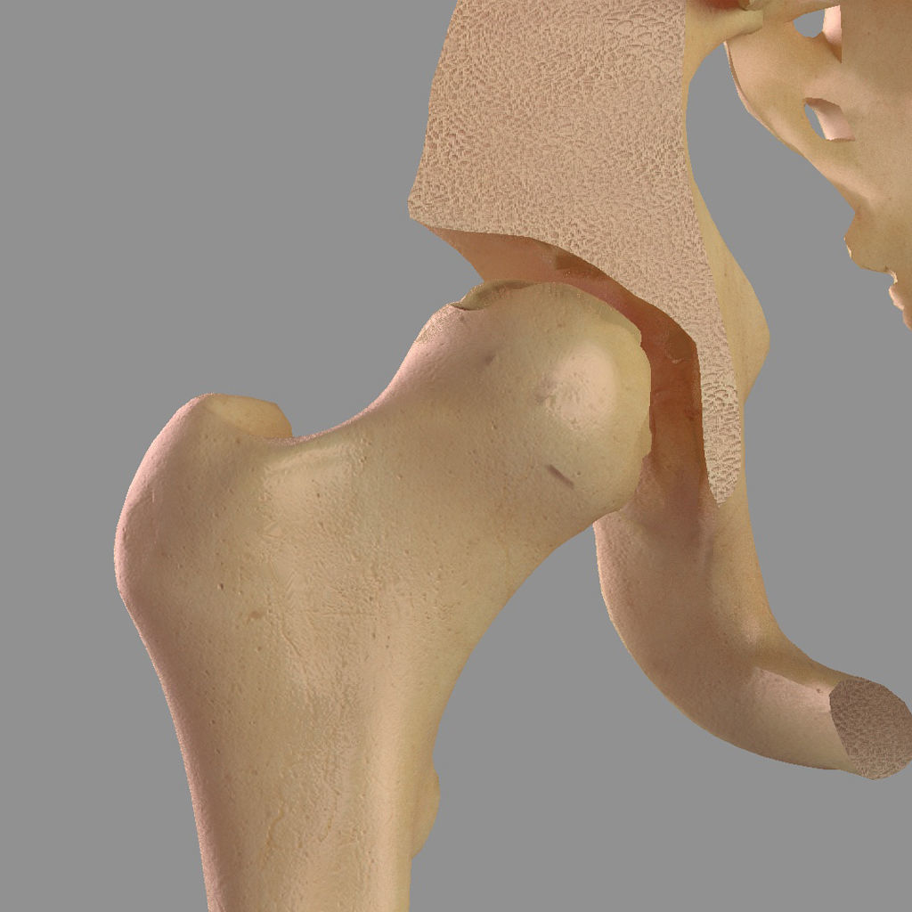 Hip femoral head human organs skeleton human bodypelvis 3D model_4