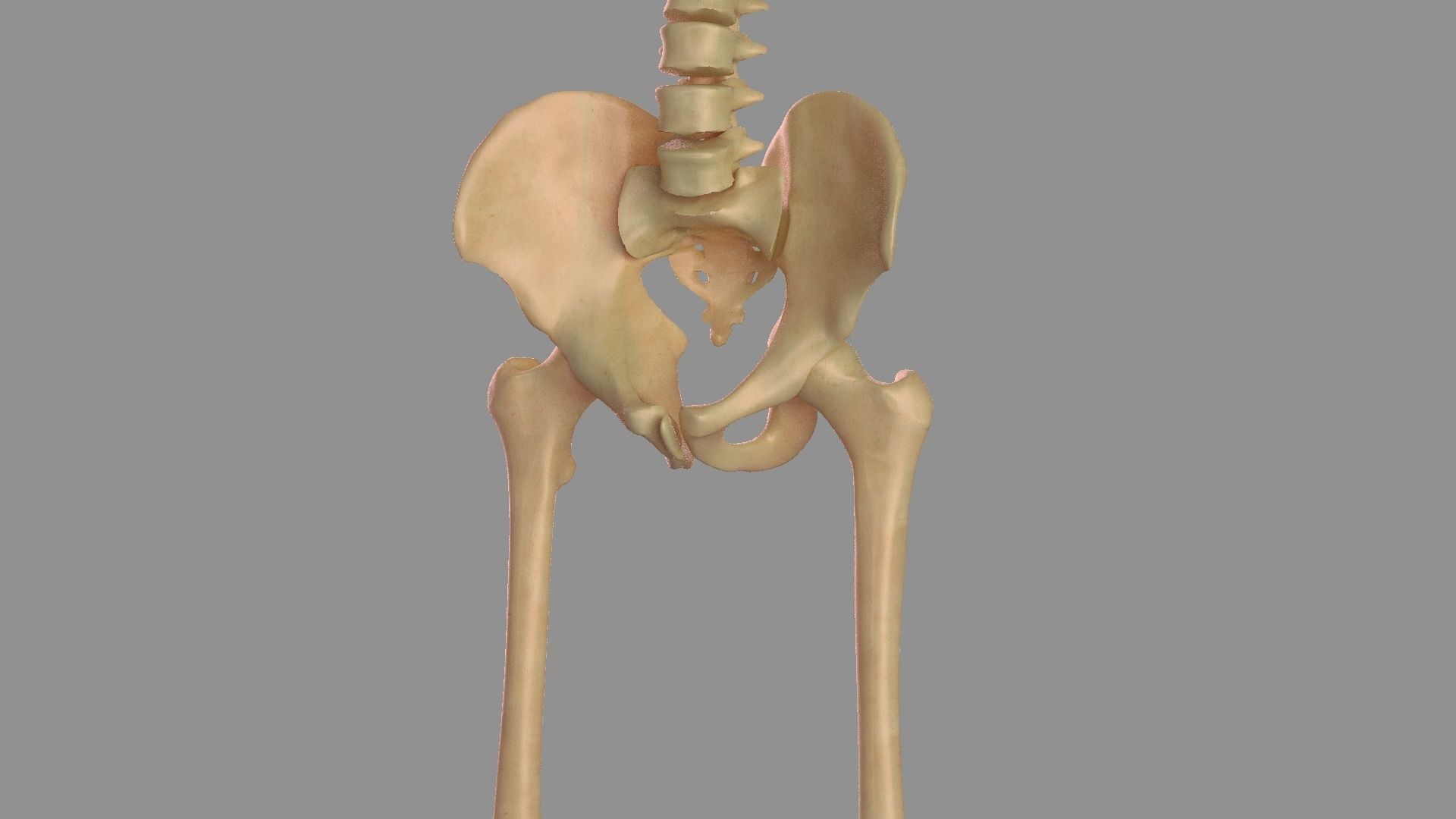 Hip femoral head human organs skeleton human bodypelvis 3D model_1