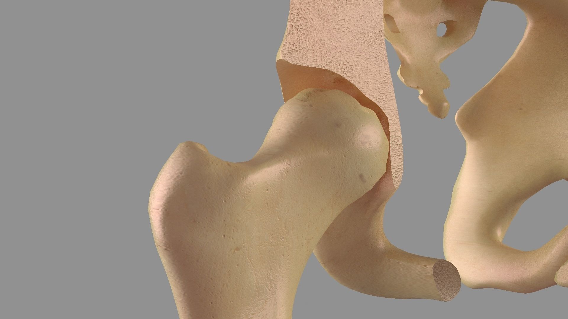 Hip femoral head human organs skeleton human bodypelvis 3D model_3