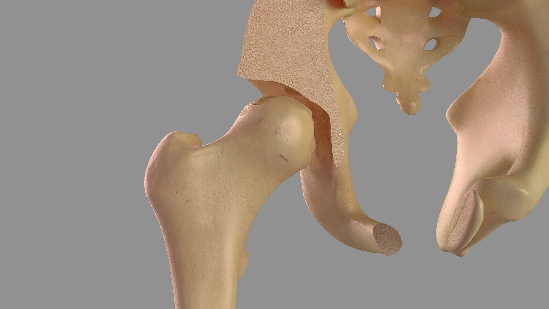 Hip femoral head human organs skeleton human bodypelvis 3D model_5