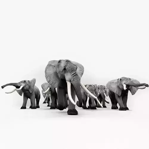 Elephant family
