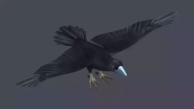 Crow Raven Black Bird Black Crow raven corvus animal bird 