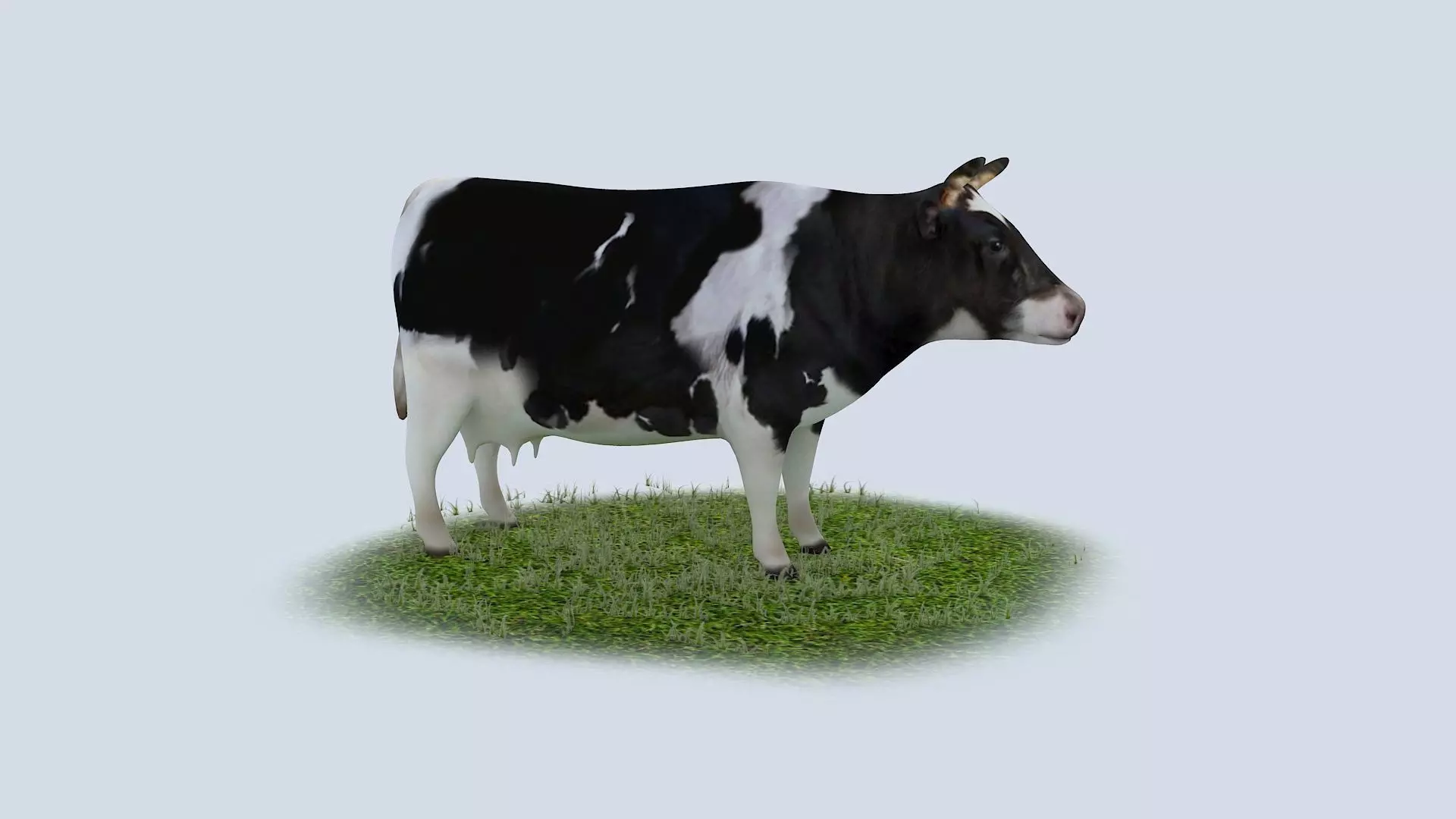 Dairy Cow holstein friesian black white cattle domesticated 3D model_0
