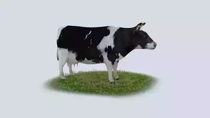 Dairy Cow holstein friesian black white cattle domesticated 3D model