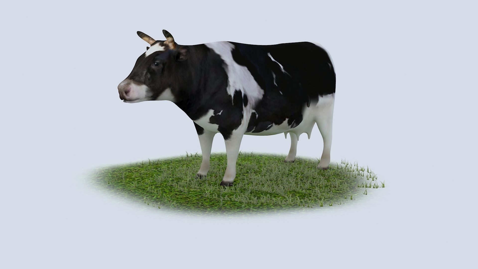 Dairy Cow holstein friesian black white cattle domesticated 3D model_3