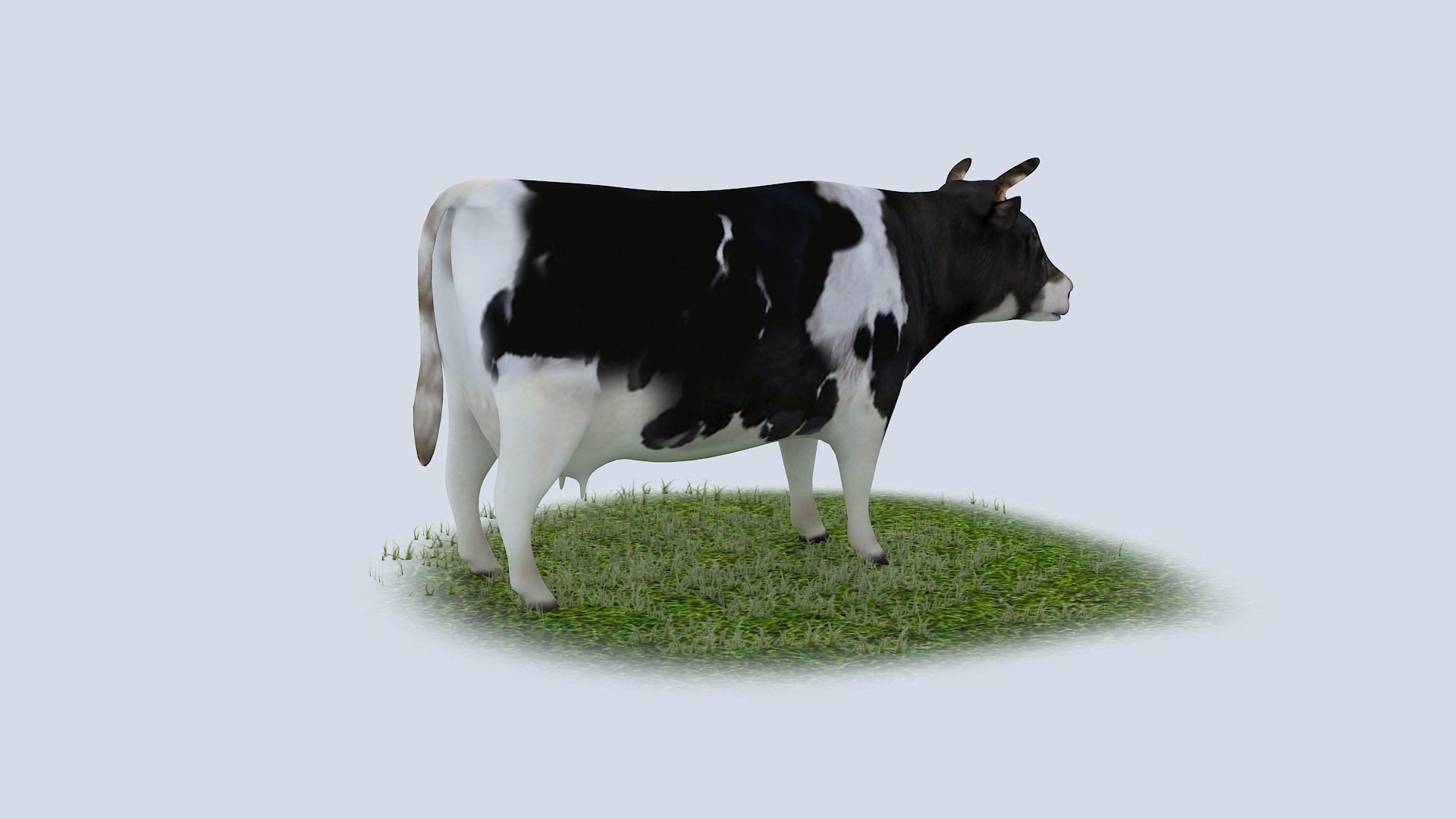 Dairy Cow holstein friesian black white cattle domesticated 3D model_1