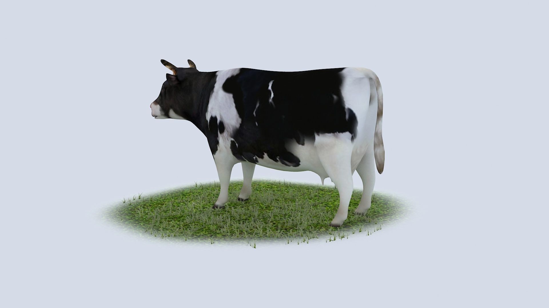 Dairy Cow holstein friesian black white cattle domesticated 3D model_2