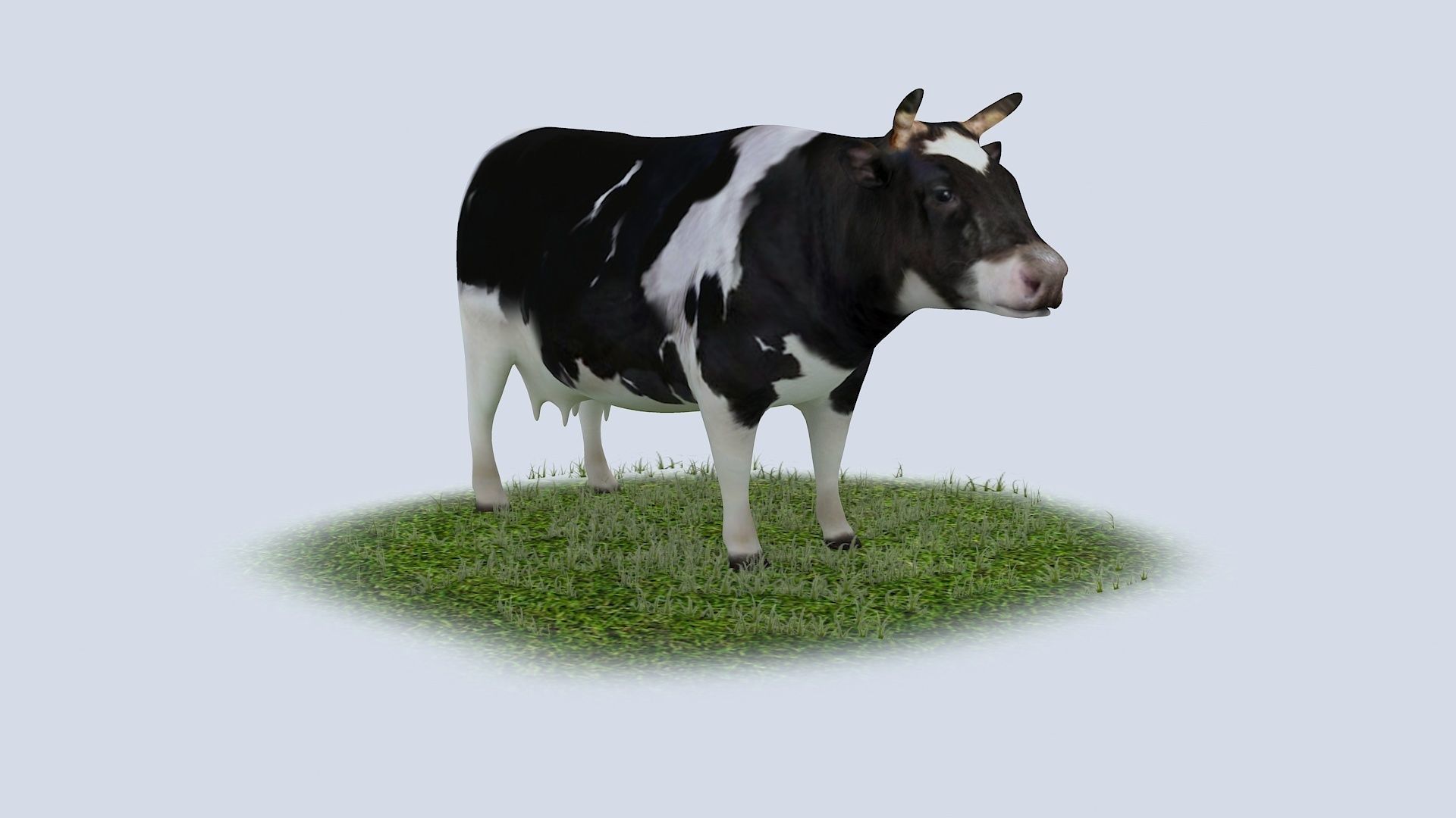 Dairy Cow holstein friesian black white cattle domesticated 3D model_4