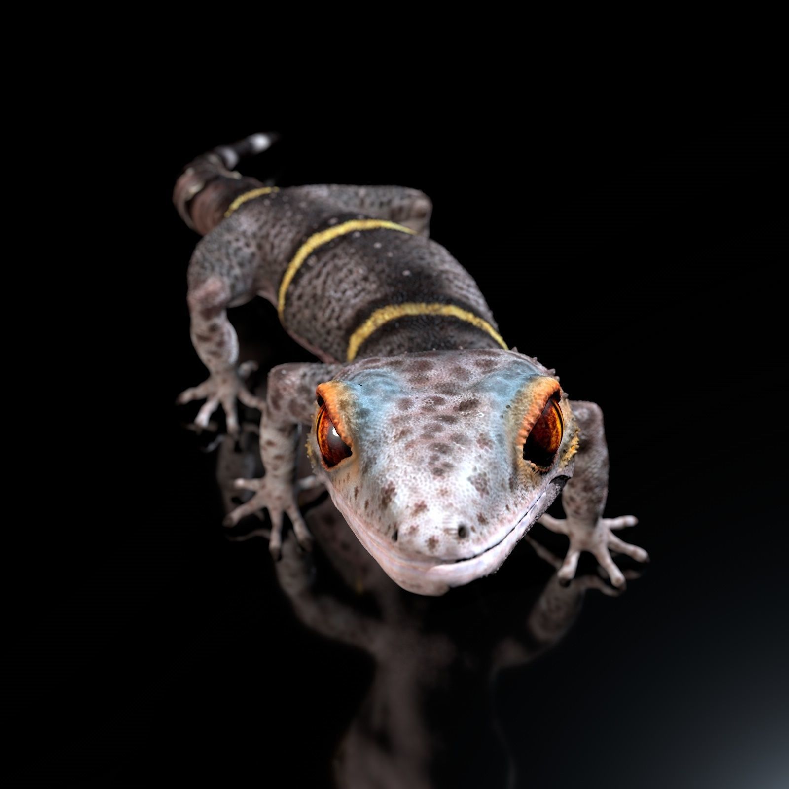 Chinese Cave Gecko - Goniurosaurus hainanensis 3D model_14