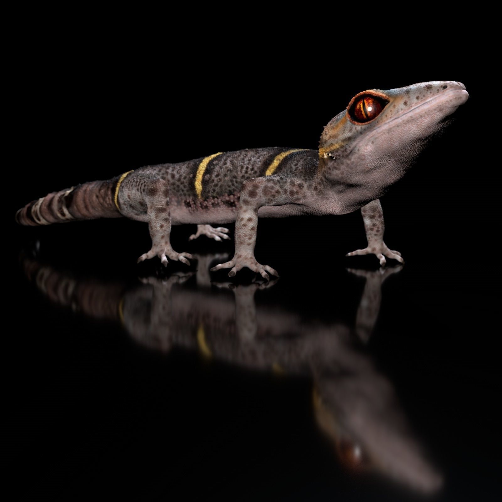 Chinese Cave Gecko - Goniurosaurus hainanensis 3D model_13