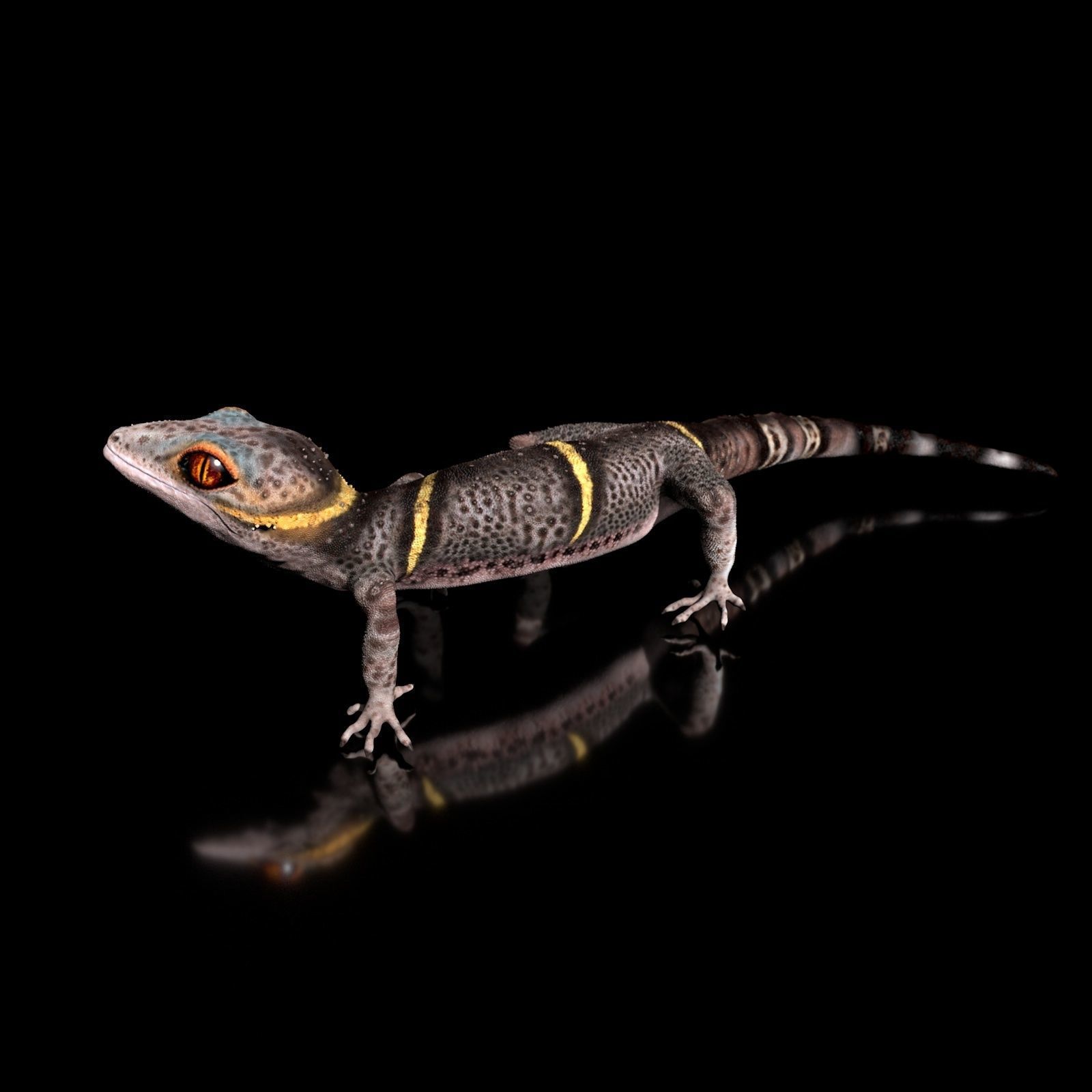 Chinese Cave Gecko - Goniurosaurus hainanensis 3D model_7