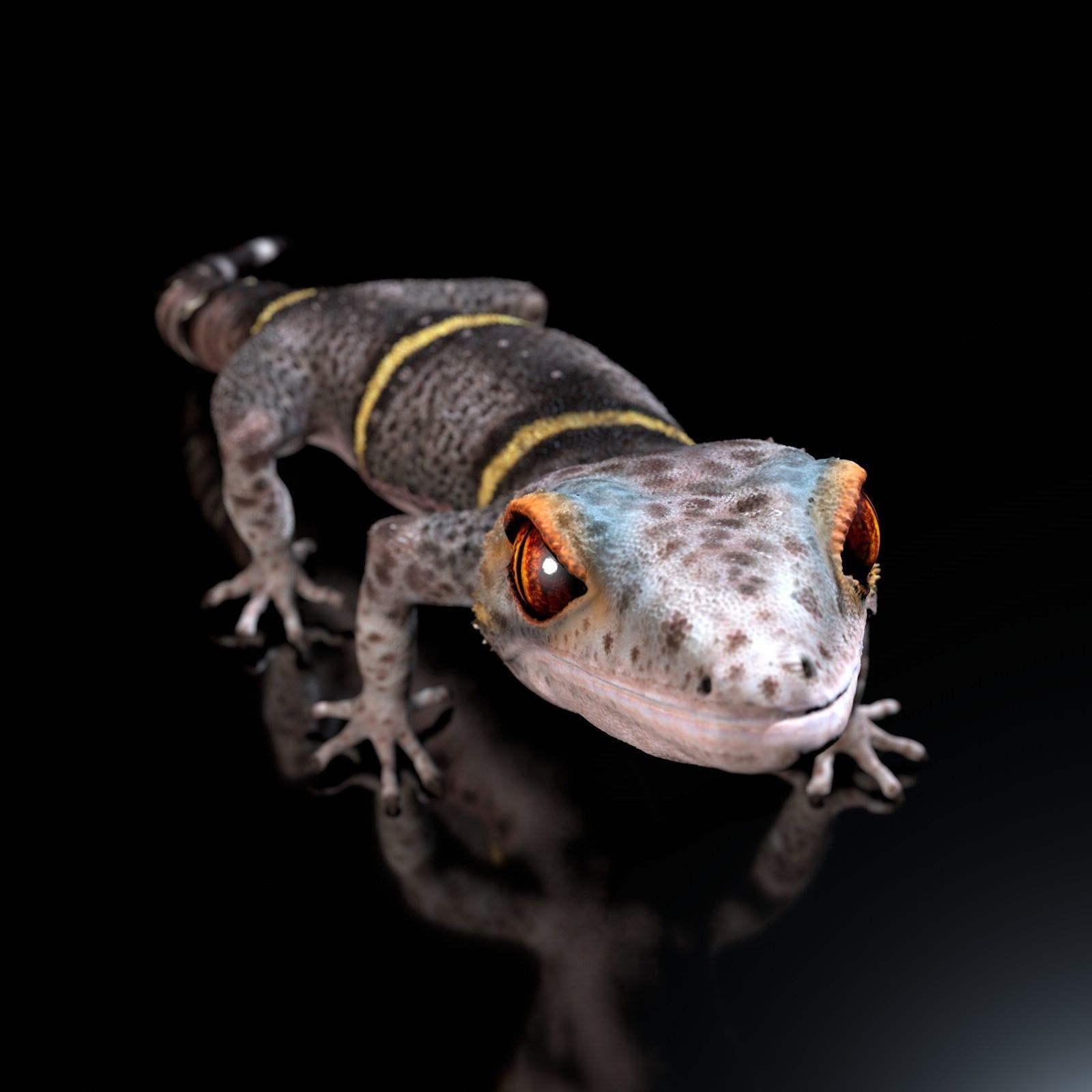 Chinese Cave Gecko - Goniurosaurus hainanensis 3D model_12