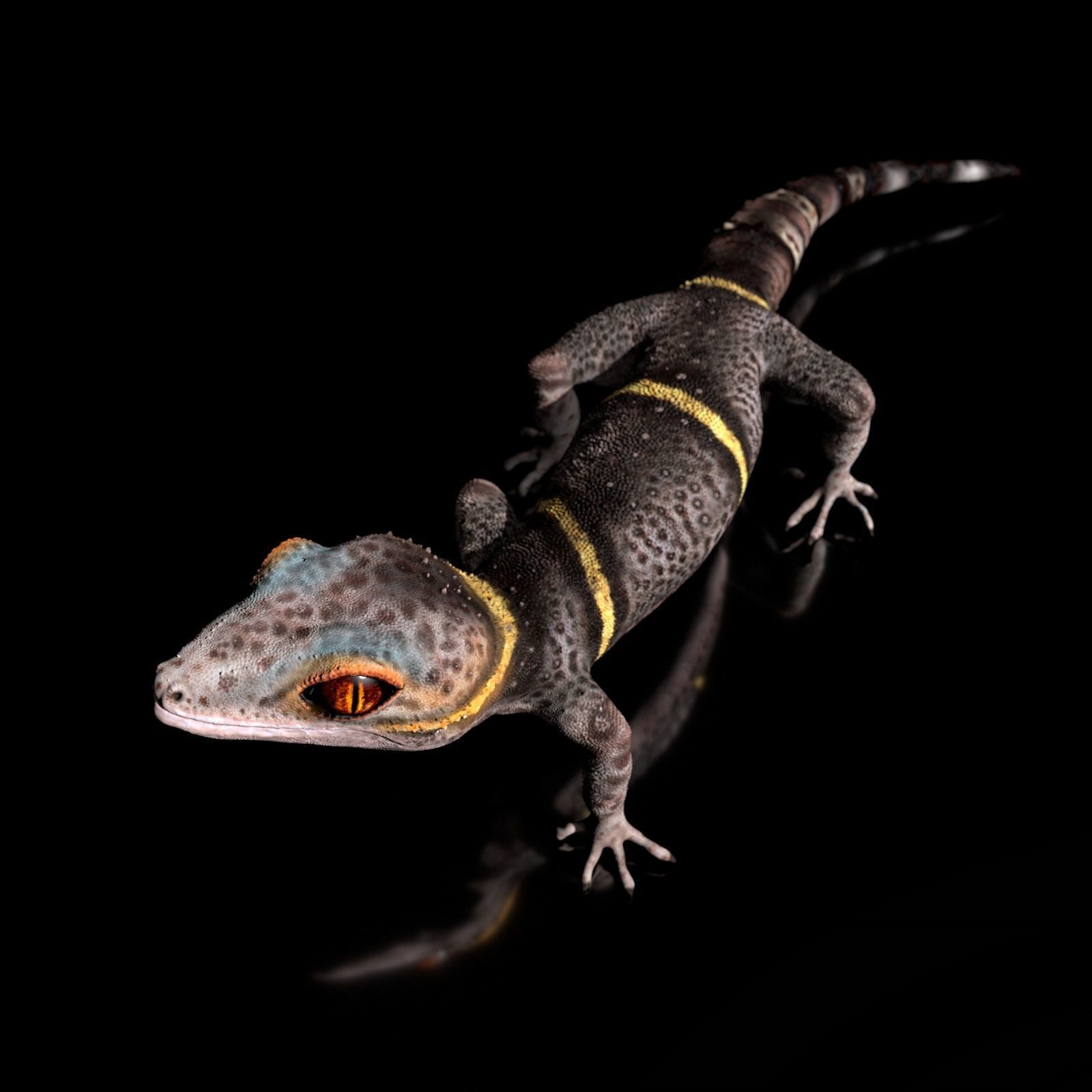 Chinese Cave Gecko - Goniurosaurus hainanensis 3D model_4