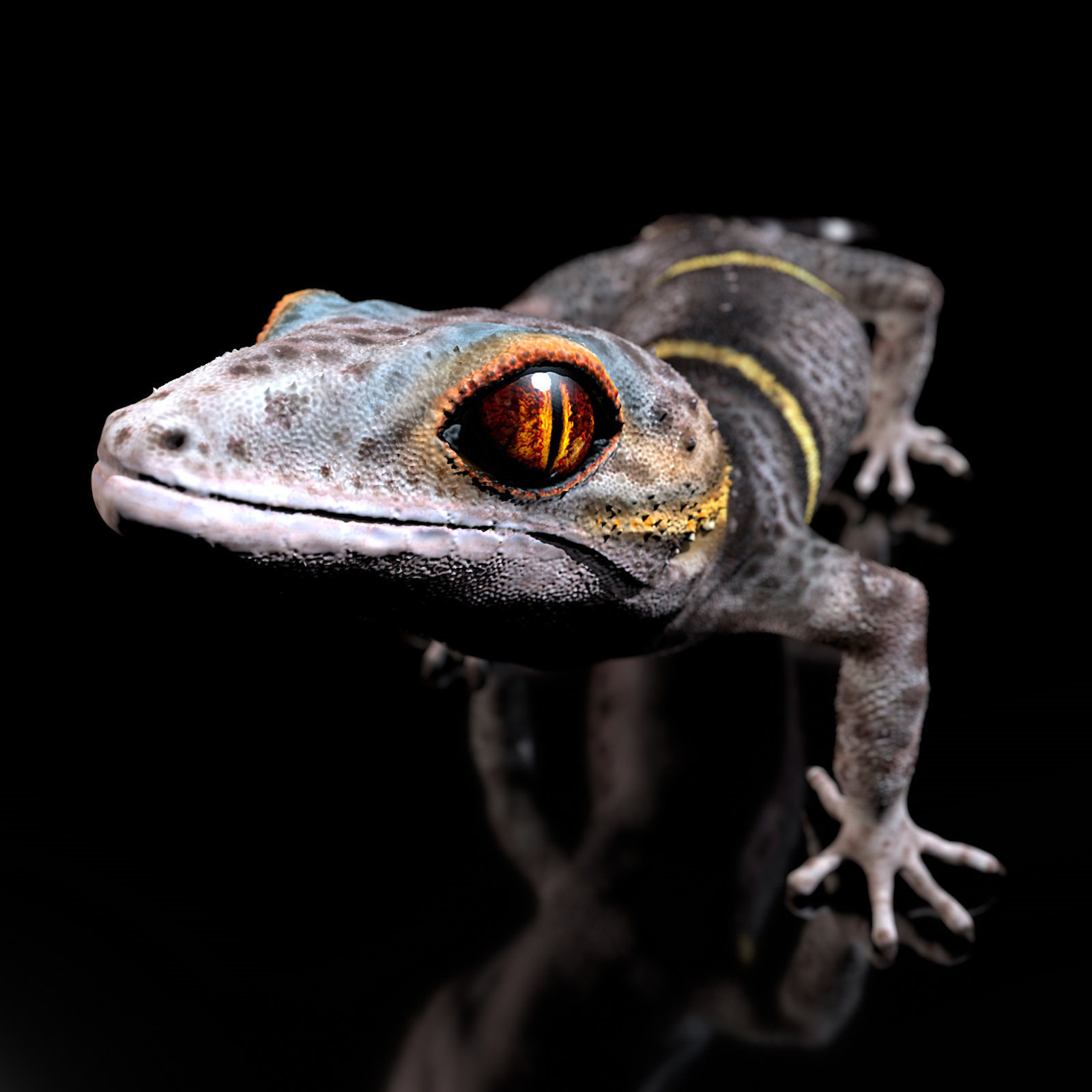 Chinese Cave Gecko - Goniurosaurus hainanensis 3D model_2