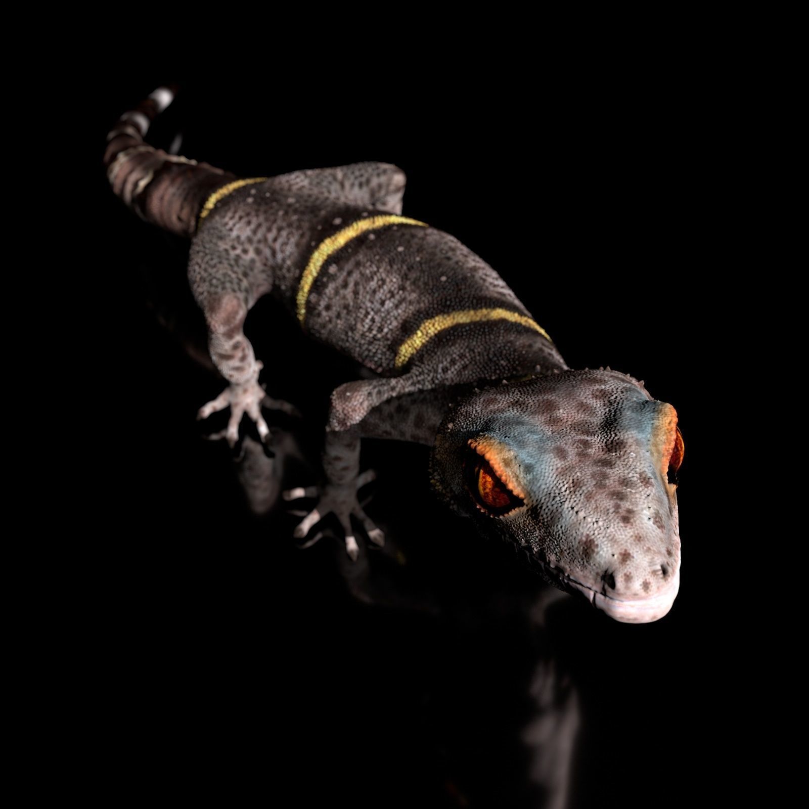 Chinese Cave Gecko - Goniurosaurus hainanensis 3D model_9