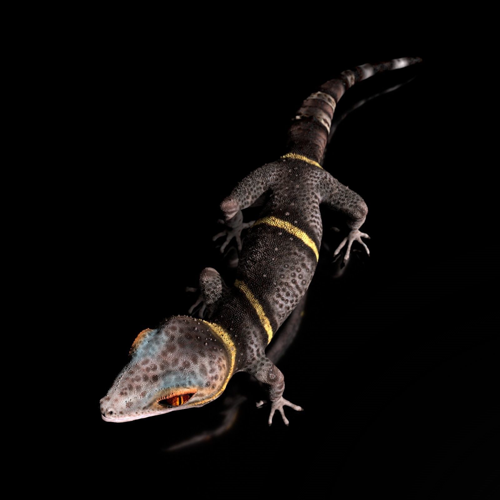 Chinese Cave Gecko - Goniurosaurus hainanensis 3D model_8