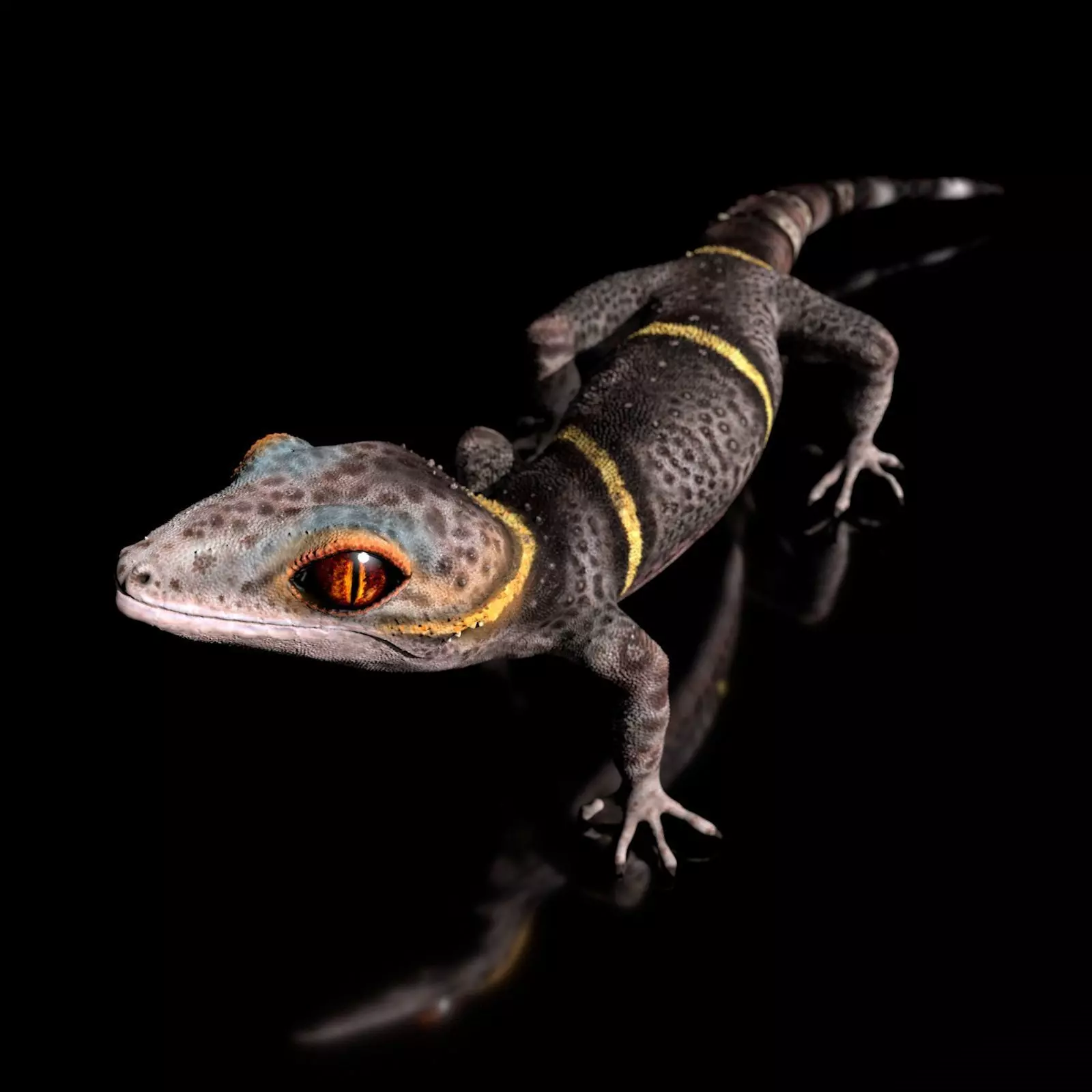 Chinese Cave Gecko - Goniurosaurus hainanensis 3D model_0
