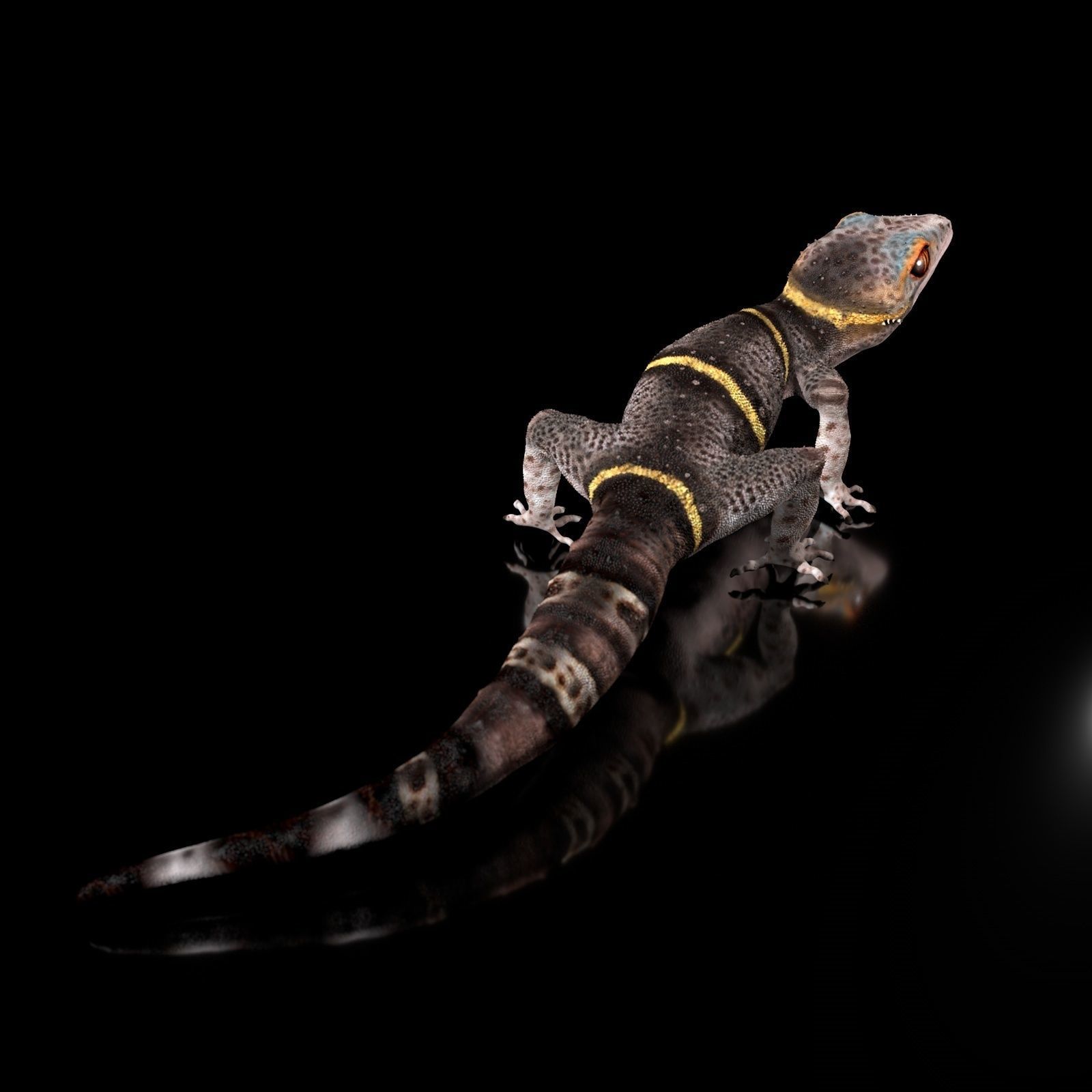 Chinese Cave Gecko - Goniurosaurus hainanensis 3D model_11