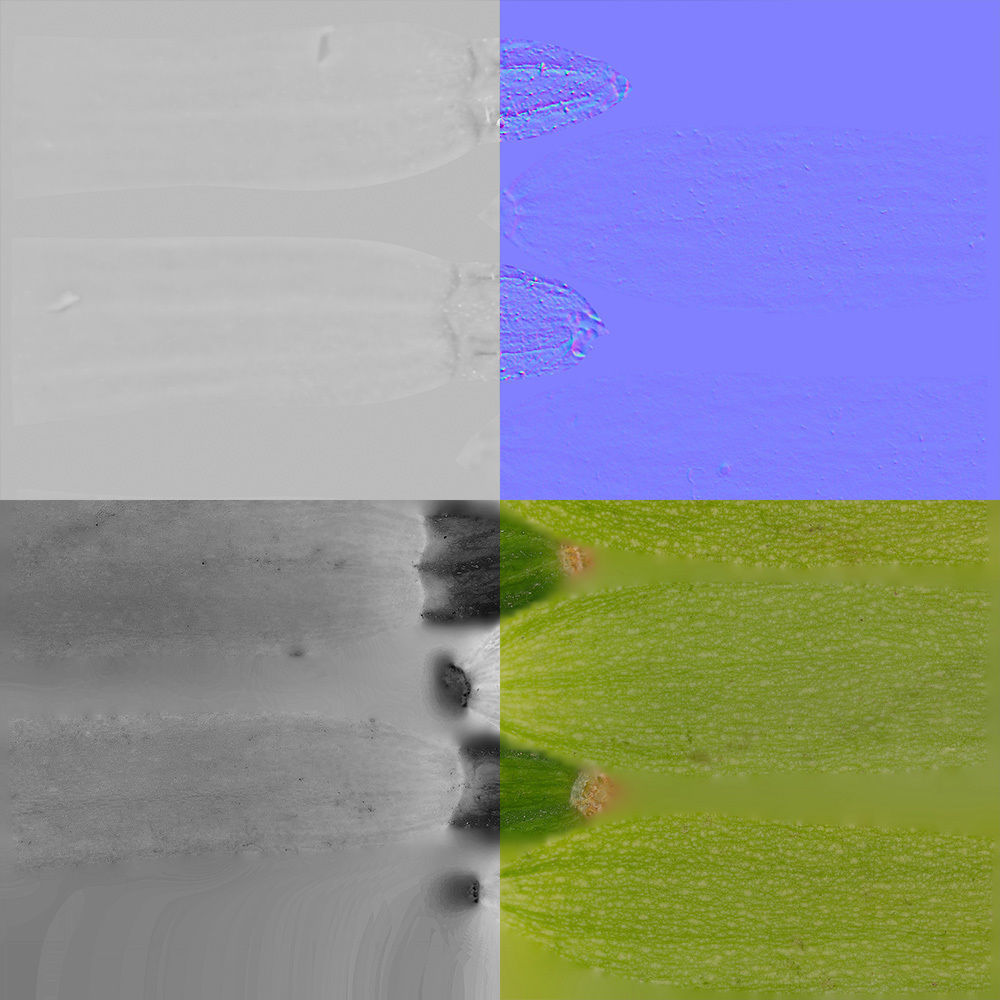 Marrow 3D model_8