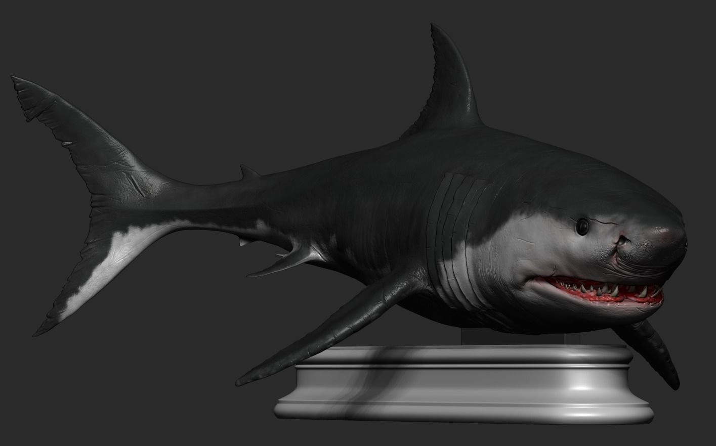 White Shark 3D print model_11