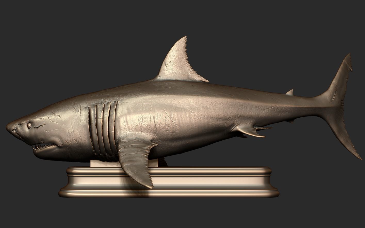 White Shark 3D print model_17